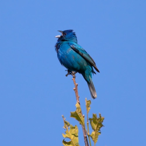 Blue bird cover